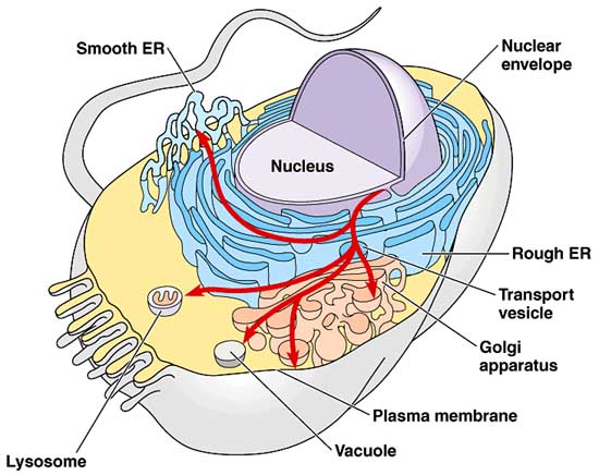 File:Endomembrane.jpg