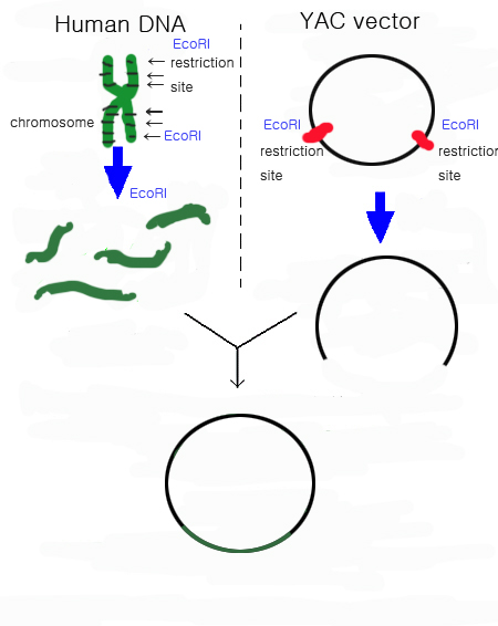 File:Yeast cloning.jpg