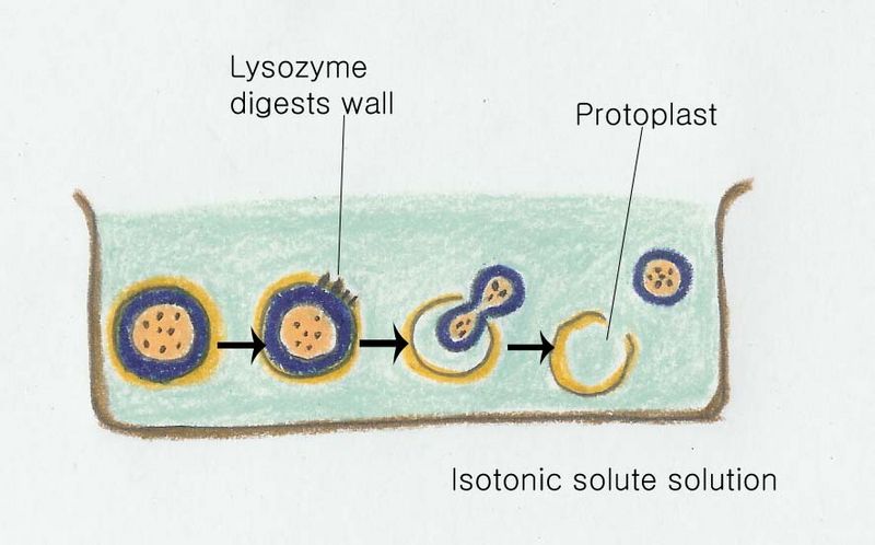 File:Lysis 2 복사.jpg