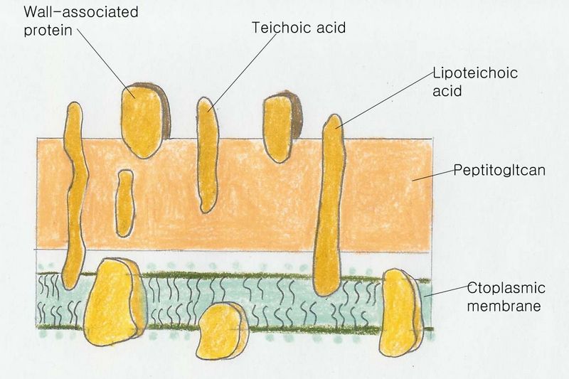 File:Gram-p-wall 복사.jpg
