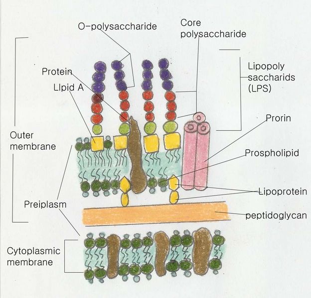 File:Gram-n-wall 복사.jpg