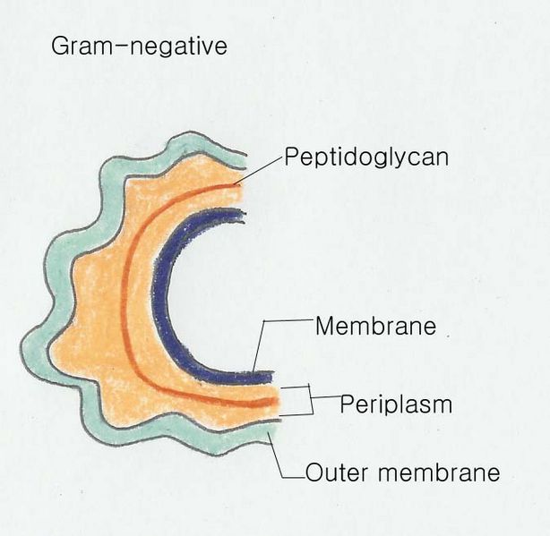 File:Gram-n 복사.jpg