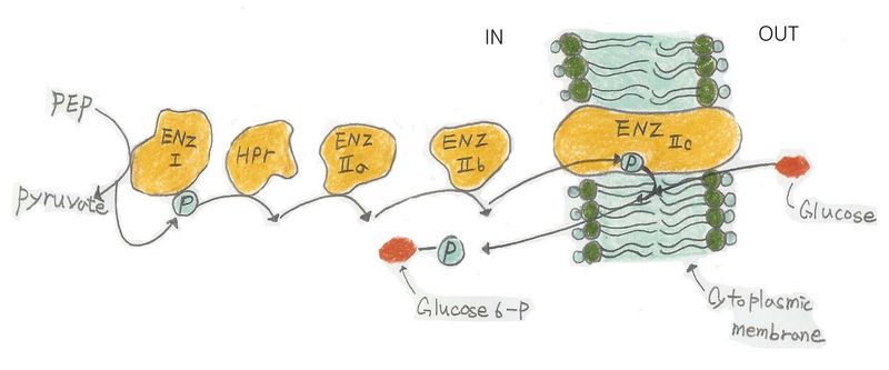 File:Phospotrans 복사.jpg
