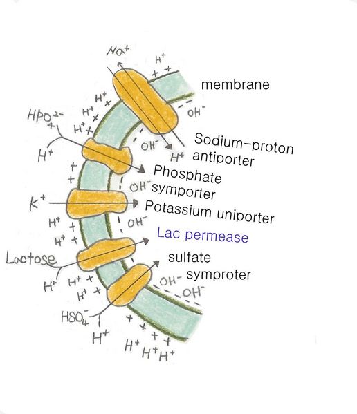 File:Lac permease 복사.jpg